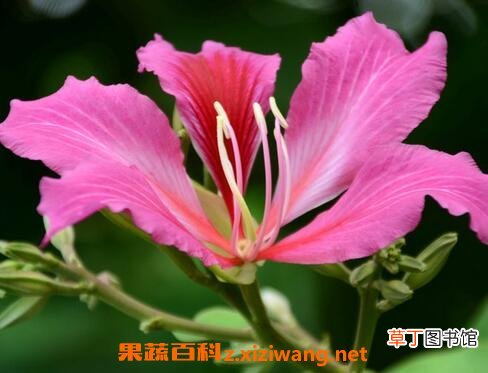 紫荆花的养殖方法 紫荆花的栽培与养护管理