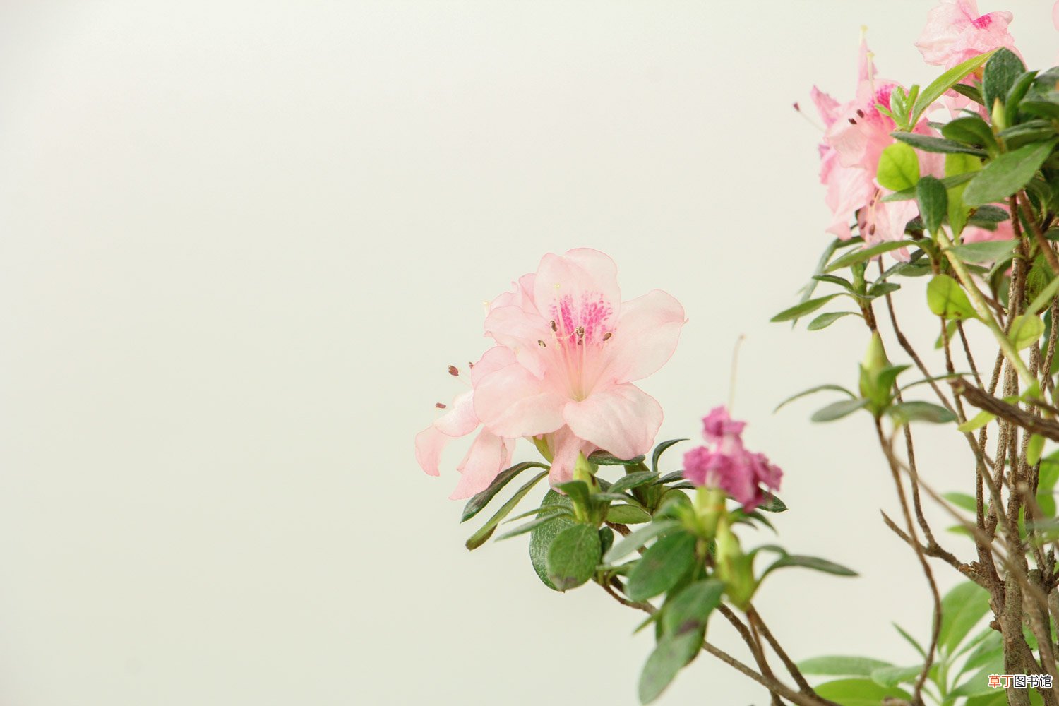 杜鹃花盆景怎么养护，杜鹃花盆景造型