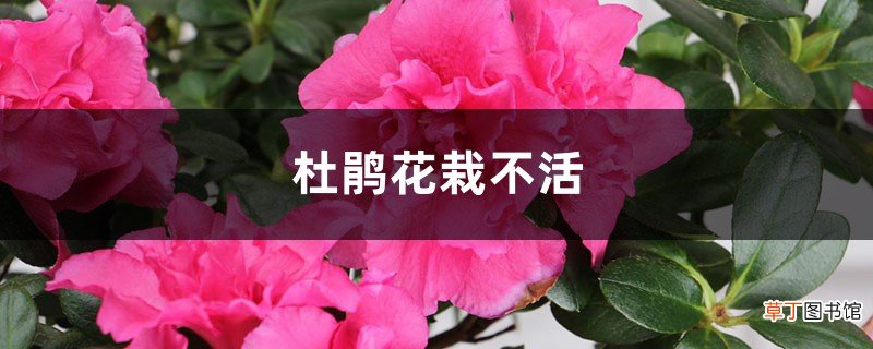 杜鹃花栽不活，杜鹃花要怎么种才能活