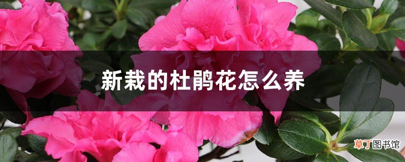 新栽的杜鹃花怎么养，怎么能把杜鹃花栽活