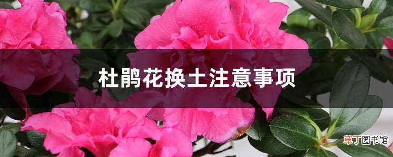 杜鹃花换土注意事项