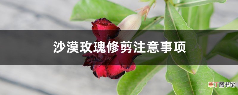 沙漠玫瑰修剪注意事项