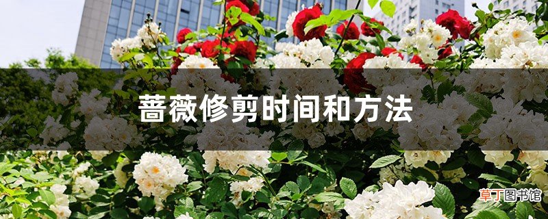 蔷薇修剪时间和方法