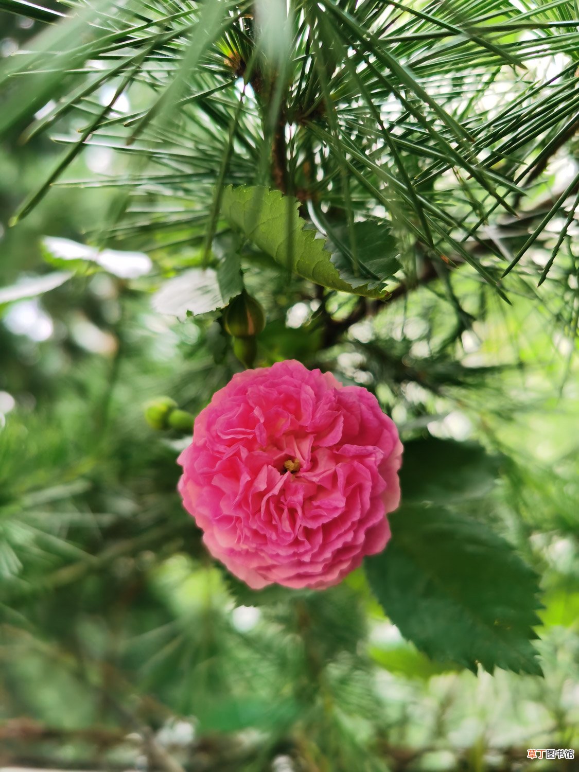 蔷薇修剪时间和方法