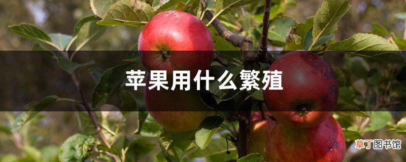 苹果用什么繁殖