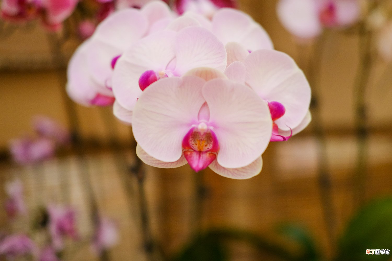 蝴蝶兰开完花怎么办