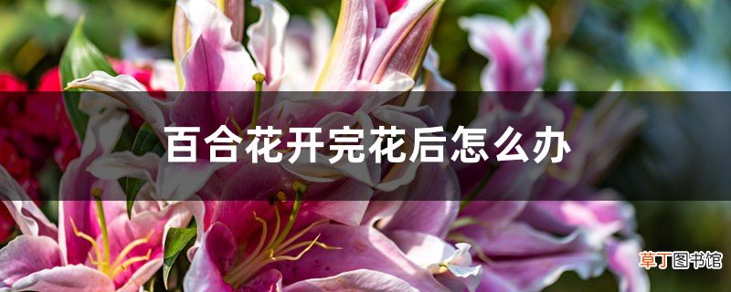百合花开完花后怎么办