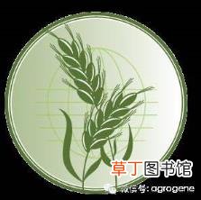对转基因技术的看法和观点 为什么要转基因