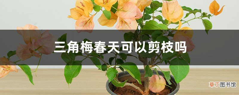 三角梅春天可以剪枝吗