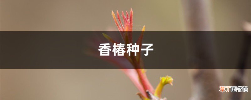 香椿种子如何种