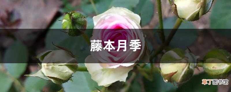 藤本月季如何养护