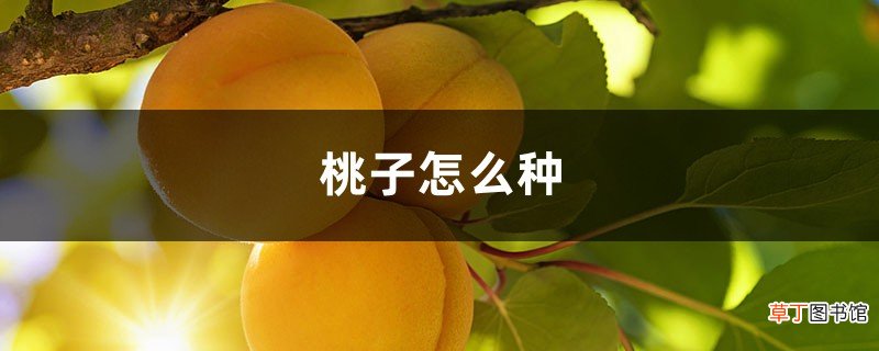 桃子怎么种