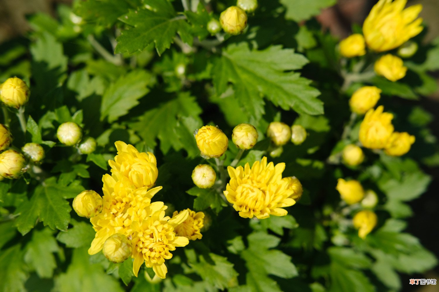 菊花怎样种植与管理