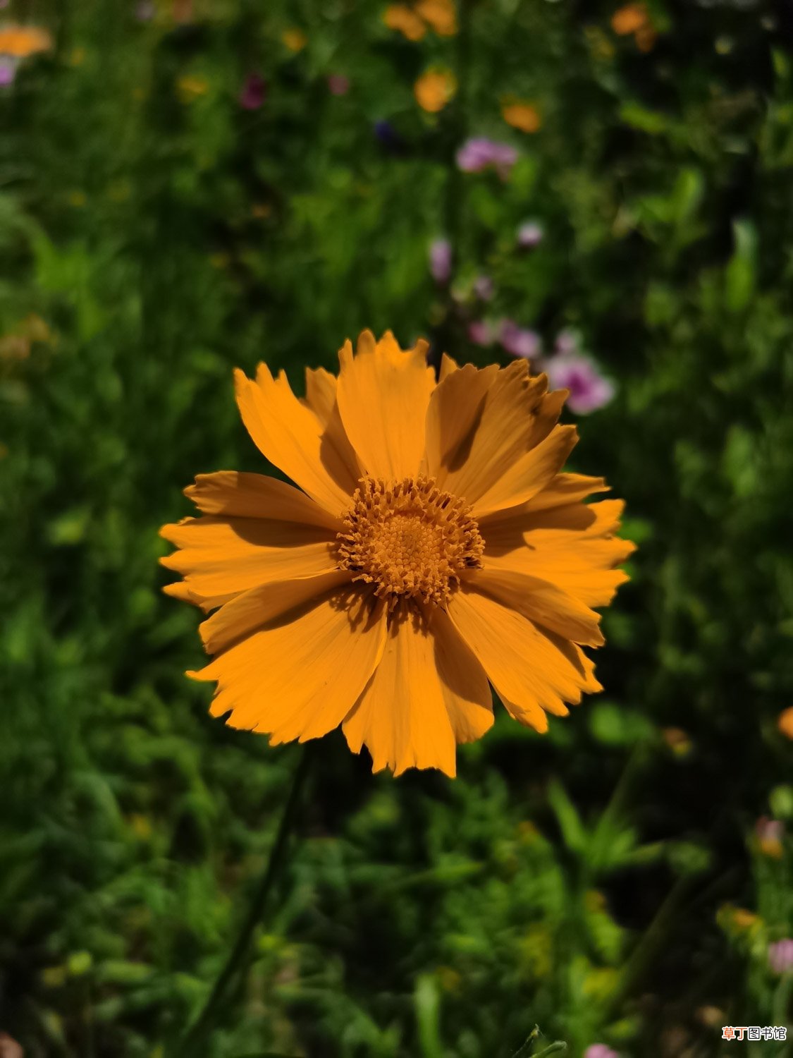 菊花怎样种植与管理