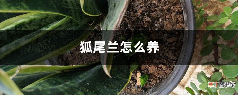 虎尾兰怎么养，有什么注意事项