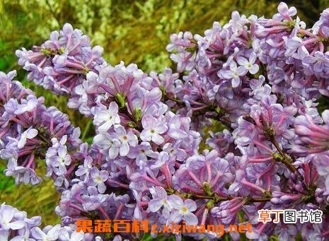 九龙花的功效和药用价值