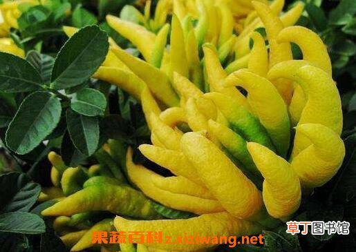 金佛手花的功效与作用