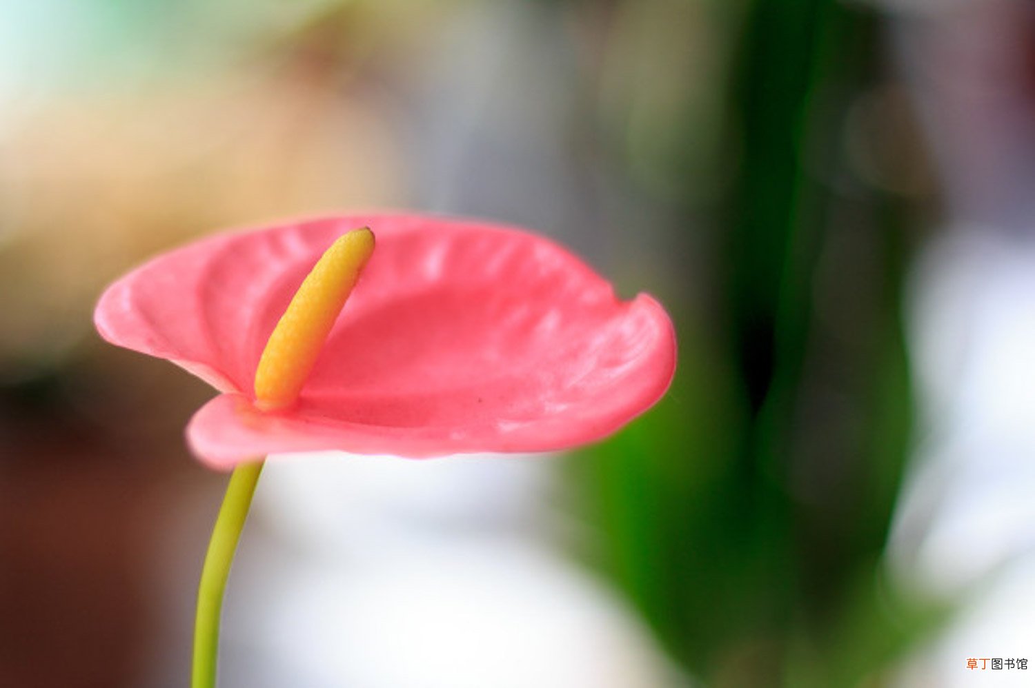 红鹤花怎么养