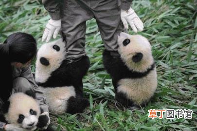 大熊猫为什么是哺乳动物 熊猫为什么只有中国有