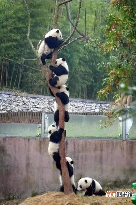 大熊猫为什么是哺乳动物 熊猫为什么只有中国有