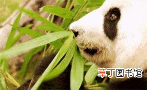 大熊猫为什么是哺乳动物 熊猫为什么只有中国有
