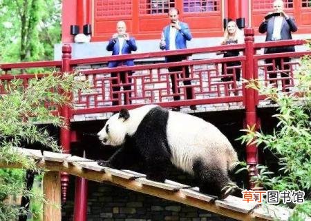 大熊猫为什么是哺乳动物 熊猫为什么只有中国有