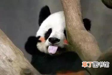 大熊猫为什么是哺乳动物 熊猫为什么只有中国有