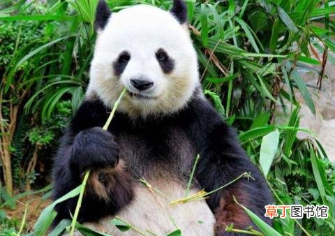 大熊猫为什么是哺乳动物 熊猫为什么只有中国有