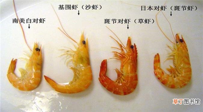 虾的雅称 为什么叫对虾