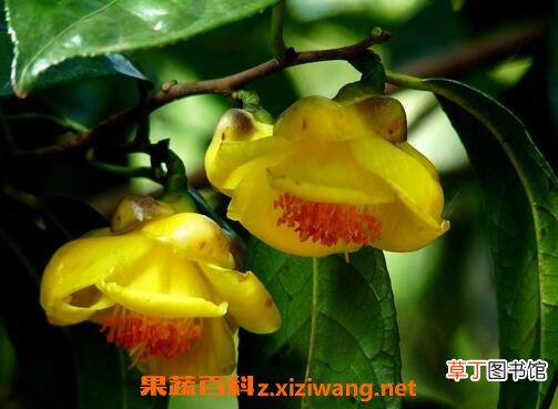 金花的功效与作用 金花的药用价值