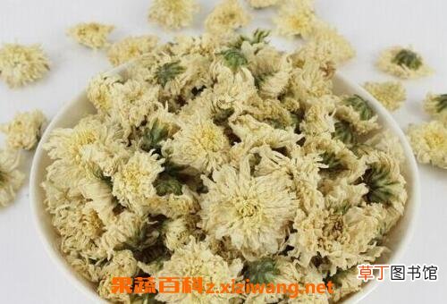 菊花的作用与功效有哪些 菊花的药用价值