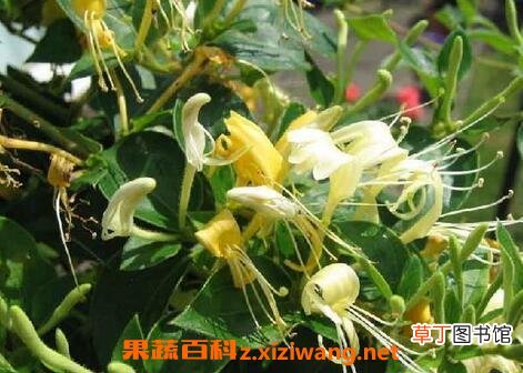 金锒花的功效与作用 金锒花的药用价值