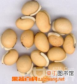 白扁豆的功效