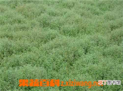 白花蛇草