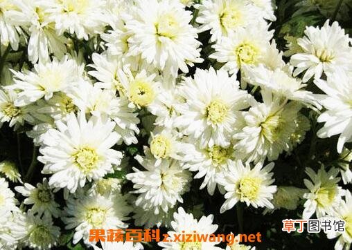 菊花的药用价值和功效