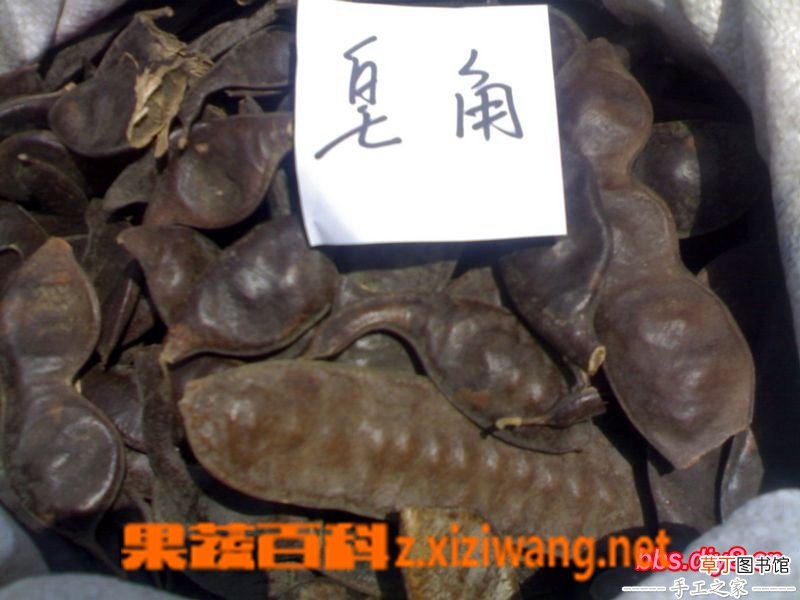 皂角的功效与作用