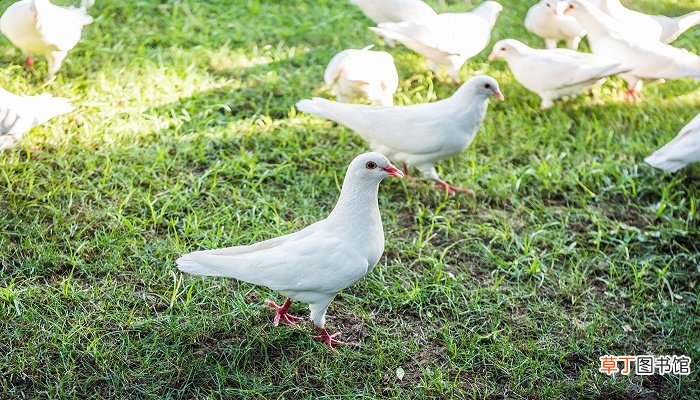 梦见鸽子死了