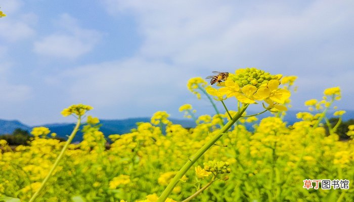 梦见油菜花开了遍地