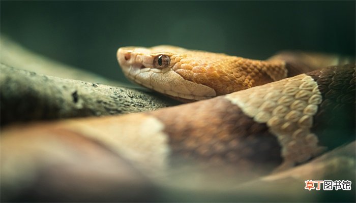 梦见蛇将要靠近自己很害怕