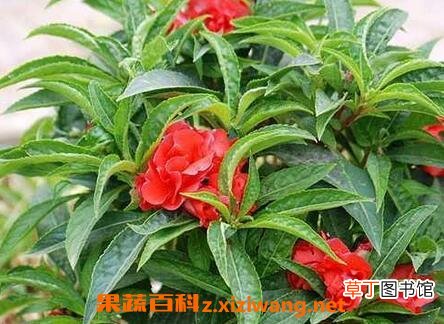 酒泡指甲花的功效与作用