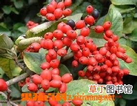 郁李仁的功效与作用