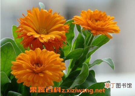 金盏花的功效与作用及食用方法