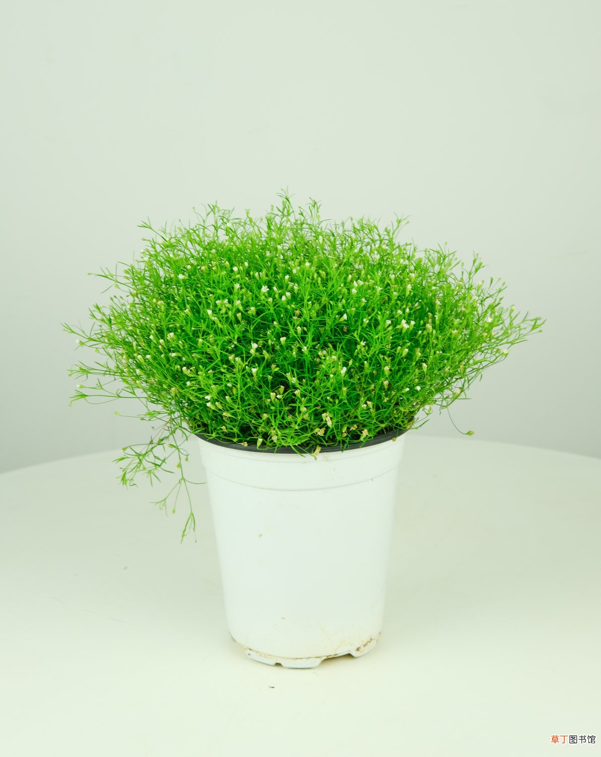 满天星种植注意事项