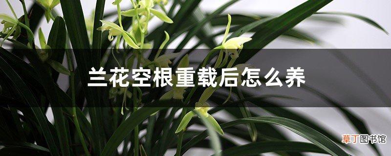 兰花空根重栽后怎么养