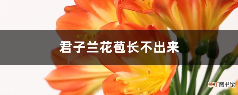 君子兰花苞长不出来怎么办