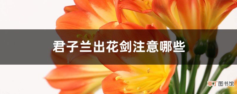 君子兰出花剑注意哪些
