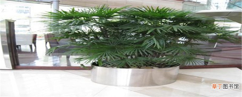 金山棕的养护方法