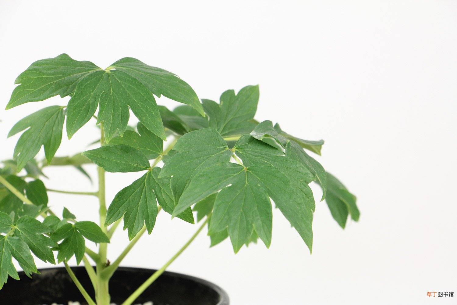 牡丹花移栽方法