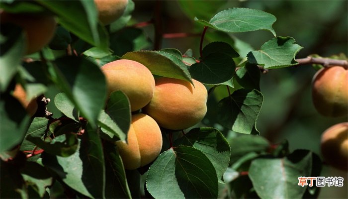 女人梦见树上结满桃子是什么意思