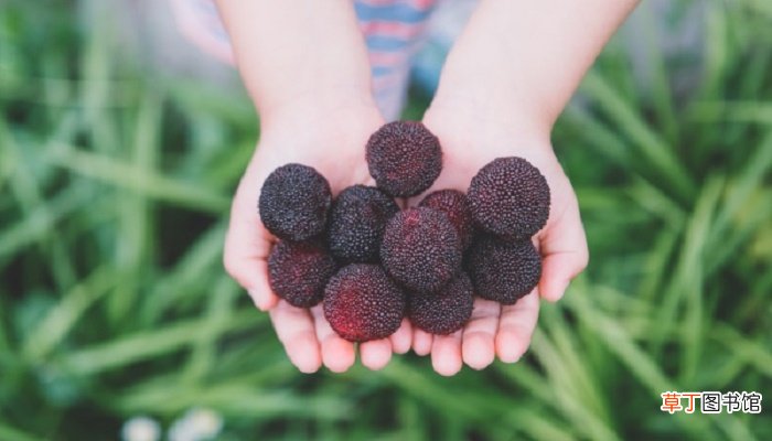 梦见摘杨梅是什么意思